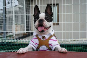 7 Crazy Things That Are Perfectly Normal for Boston
Terriers