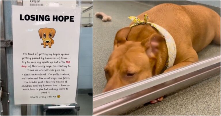 Cheery Shelter Dog Loses Hope And Shuts Down, Staff Affixes
Sign To Kennel