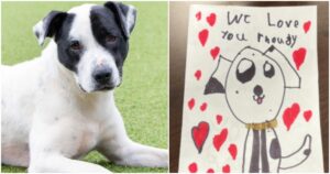 Child Made A Card For His Abandoned Dog That Gave Staff
Goosebumps