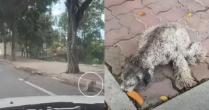 Disabled Stray Dog’s Life Changed by Man’s Act of
Kindness