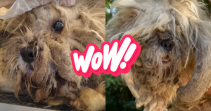 Dog Groomer Took In Stray Dog And Found Beauty Beneath
Matted Fur