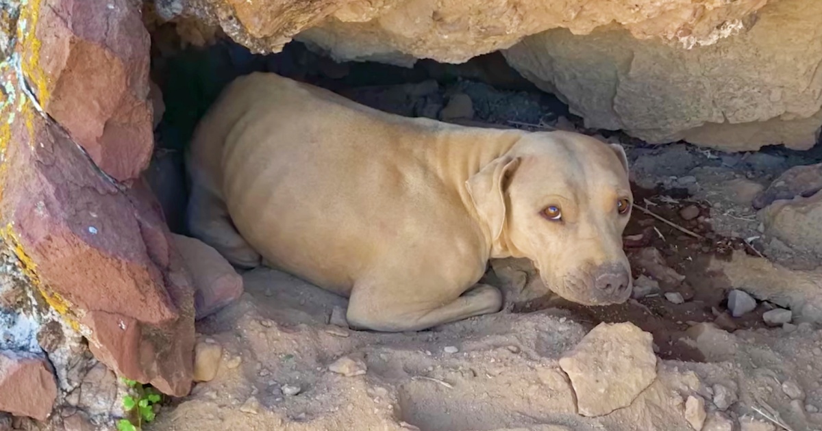 Dog Lodged In Crevice Caught Hiker’s Attention With Her
Bright Amber Eyes