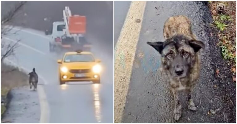 Dog Ran With Traffic To Flag Down Help For Her
Family