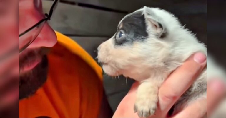 Man Holds Newborn Puppy And She Lodges A List Of
Complaints