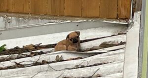 Pug Puppy Stuck On Decaying Roof, Laying Near A Gaping
Hole