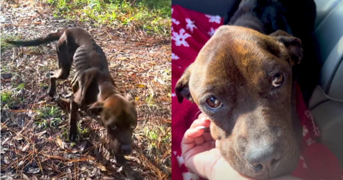 Pup With ‘Sad Eyes’ Was Finally Rescued From His Heartless
Owner