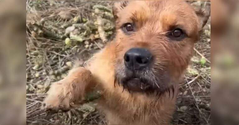 Puppy Shows Rescuers Painful Encounter With Cactus So They
Can Make It Better