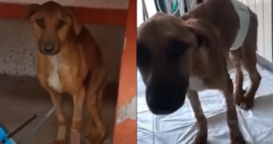 Starving Dog’s Desperate Cry Captivates His Savior And
Changes His Life