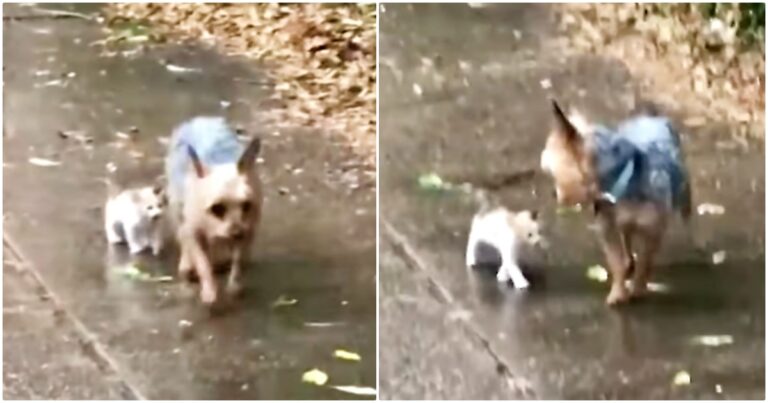 Stray Kitten Chooses Yorkie To Follow Home And He Encourages
Her Every Step