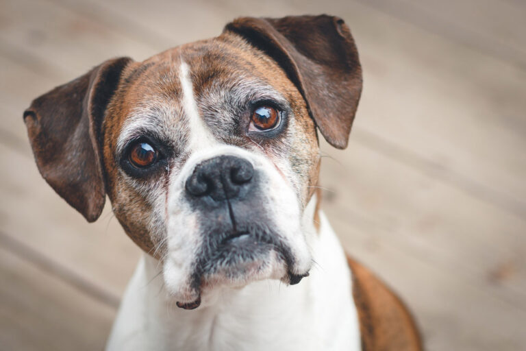 When Do Dogs Go Gray? Signs of Aging in Canines