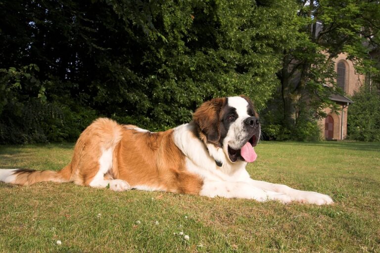 Which Dog Breed is the Most Gentle? We Countdown the Top 15
Most Gentle Breeds.