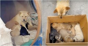 Woman Meets Dog Living In A Barrel With Her Babies But
They’re “Not-All-Puppies”