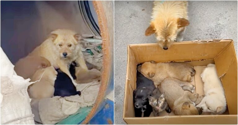 Woman Meets Dog Living In A Barrel With Her Babies But
They’re “Not-All-Puppies”