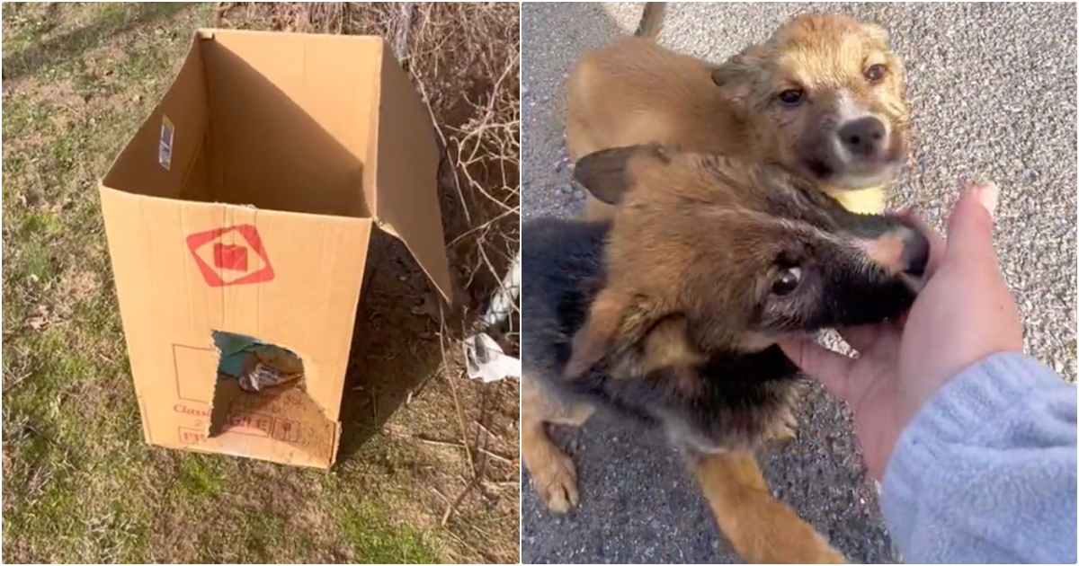 Woman On Bakery Run Pulls Over When She Sees Box With
Puppies Inside