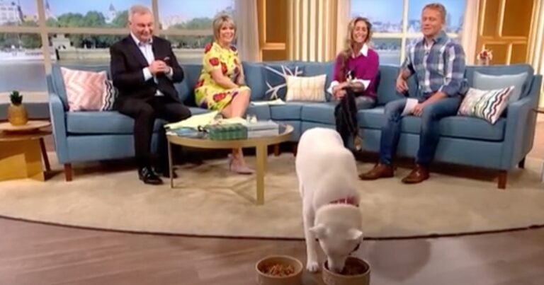 ‘Vegetarian Dog’ Chooses Between Meat And Veggies On Live TV
Show