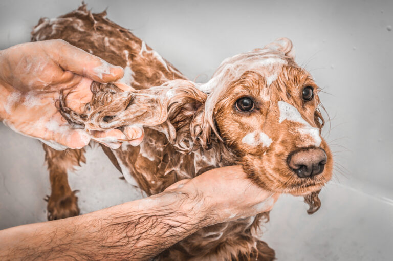 10 Best Deep-Cleansing Dog Shampoos in 2024 – Reviews
&amp; Top Picks